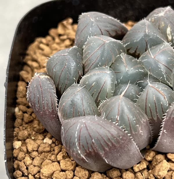 ハオルチア:レッドレンズオブツーサ2.5号スクエア鉢