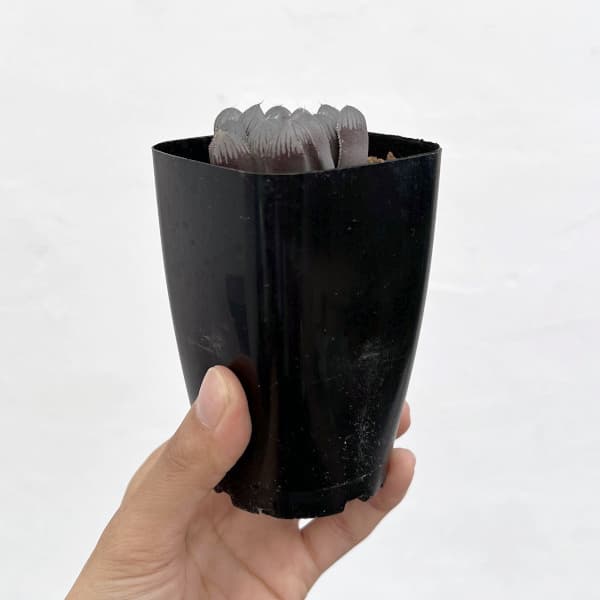 ハオルチア:レッドレンズオブツーサ2.5号スクエア鉢