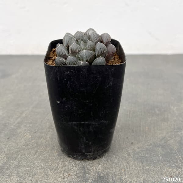 ハオルチア:レッドレンズオブツーサ2.5号スクエア鉢