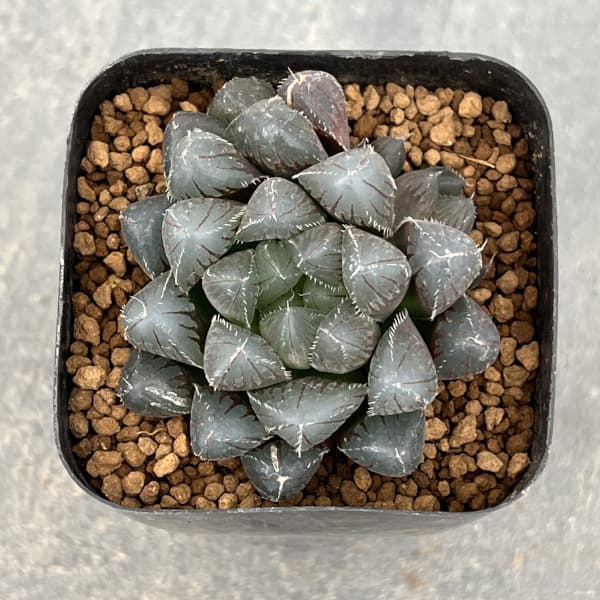 ハオルチア:レッドレンズオブツーサ2.5号スクエア鉢