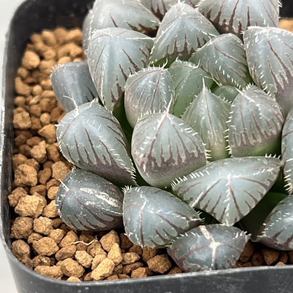 ハオルチア:レッドレンズオブツーサ2.5号スクエア鉢