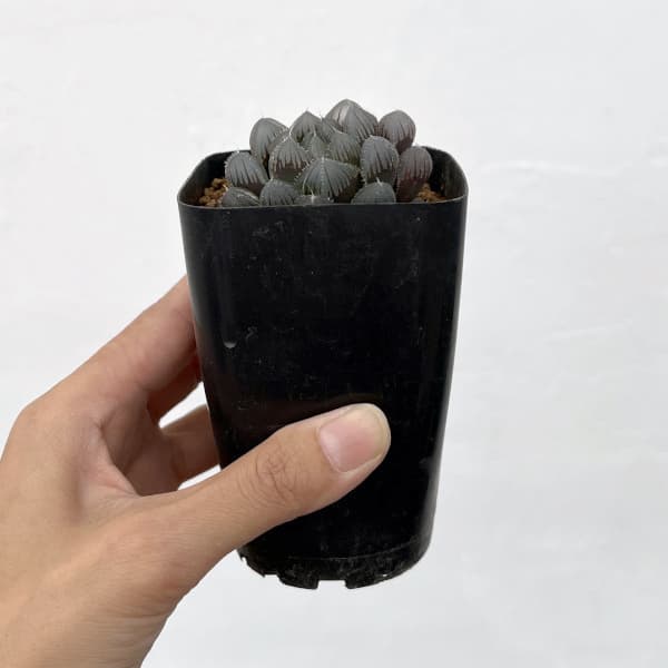 ハオルチア:レッドレンズオブツーサ2.5号スクエア鉢