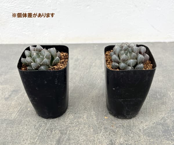 ハオルチア:レッドレンズオブツーサ2.5号スクエア鉢