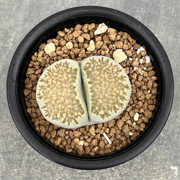 リトープス：蛇酔玉2.5号鉢植え