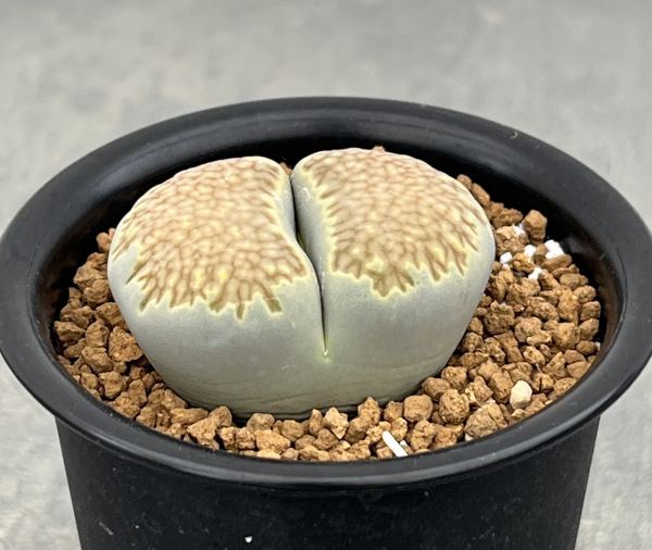 リトープス：蛇酔玉2.5号鉢植え