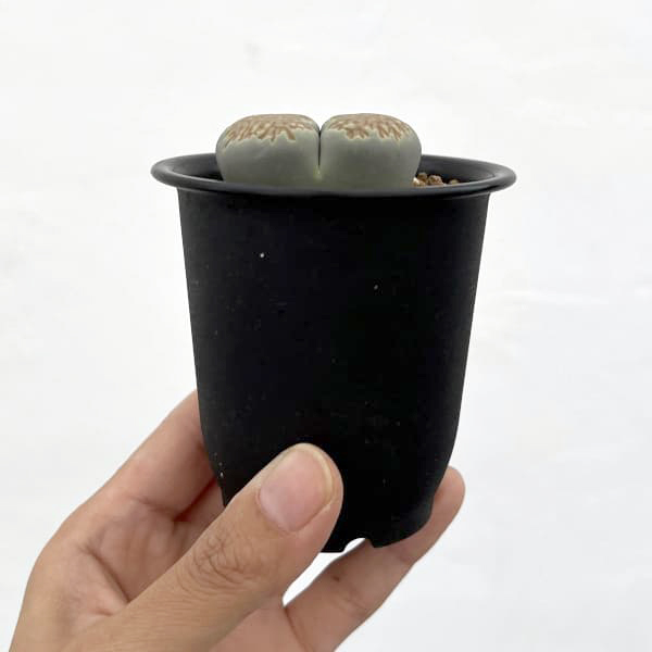 リトープス：蛇酔玉2.5号鉢植え