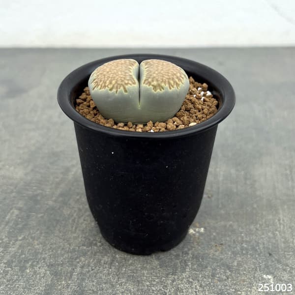 リトープス：蛇酔玉2.5号鉢植え