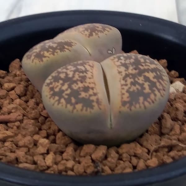 リトープス:弁天玉2.5号鉢植え