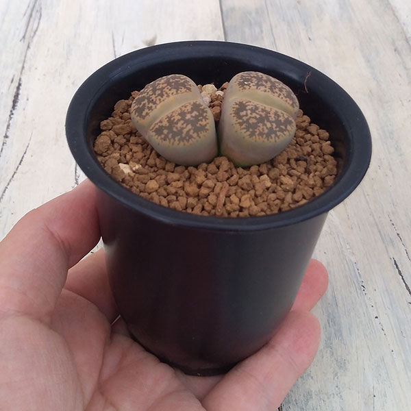 リトープス:弁天玉2.5号鉢植え