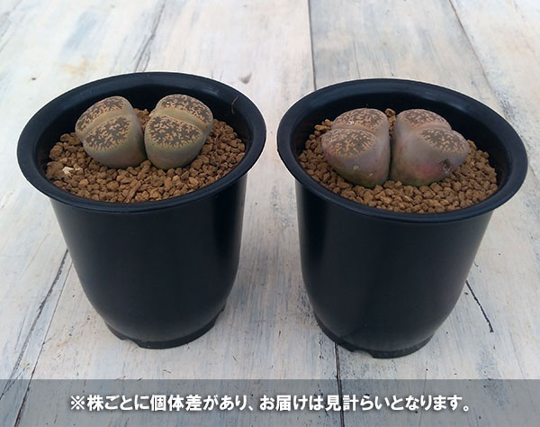 リトープス:弁天玉2.5号鉢植え