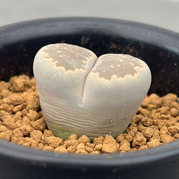 リトープス:深窓玉2.5号鉢植え