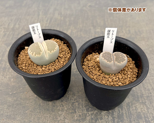 リトープス:深窓玉2.5号鉢植え