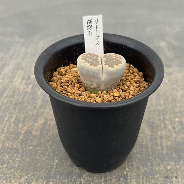 リトープス:深窓玉2.5号鉢植え