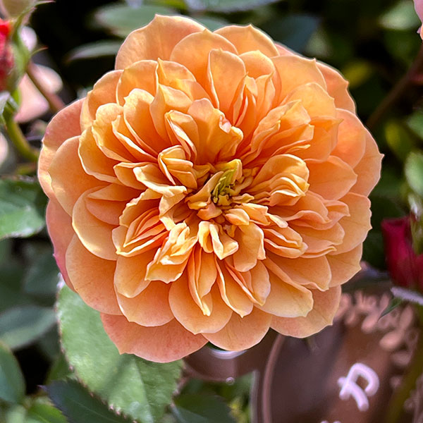 ポットローズ(ミニバラ):モカ3.5号ポット 3ポットセット