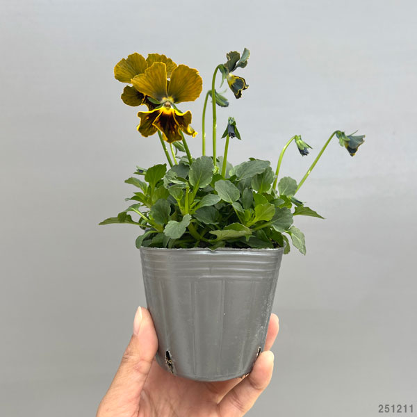 ビオラ：モンキージョージ3号ポット