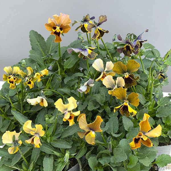 ビオラ：モンキージョージ3号ポット