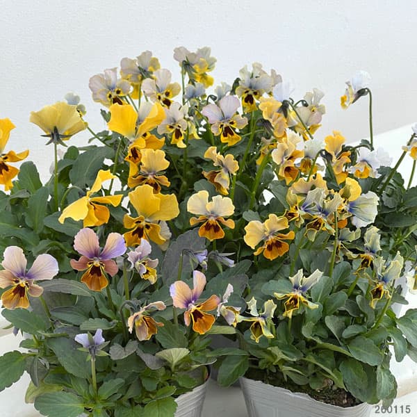 ビオラ：モンキージョージ3号ポット