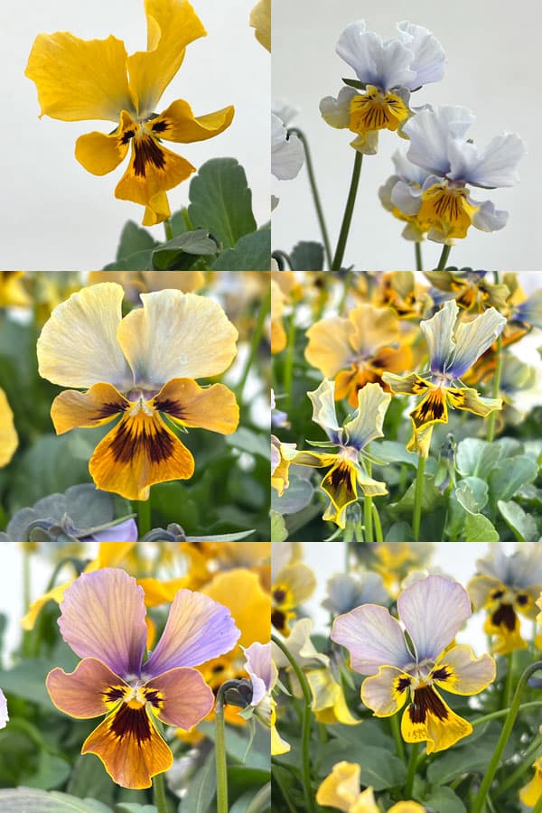 ビオラ：モンキージョージ3号ポット