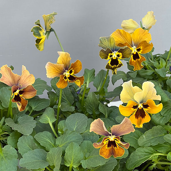 ビオラ：モンキージョージ3号ポット