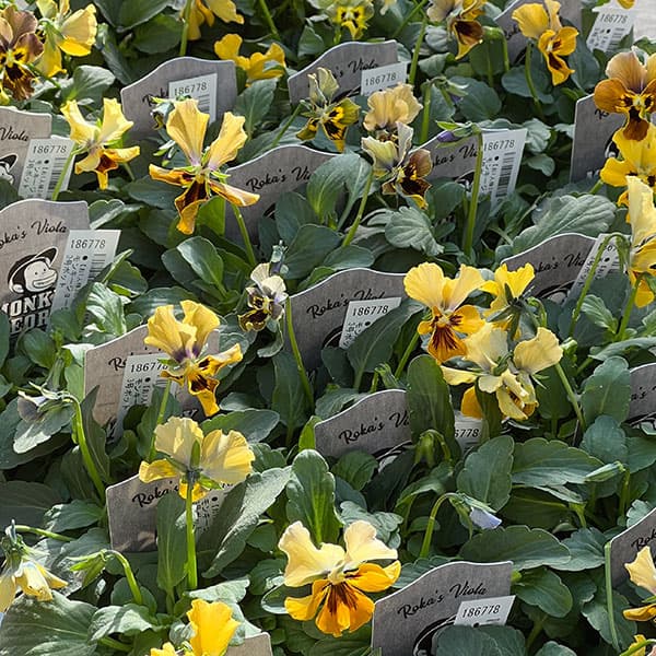 ビオラ：モンキージョージ3号ポット