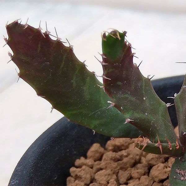 園芸ネット本店｜ユーフォルビア：飛竜2.5号鉢植え の通販【公式】