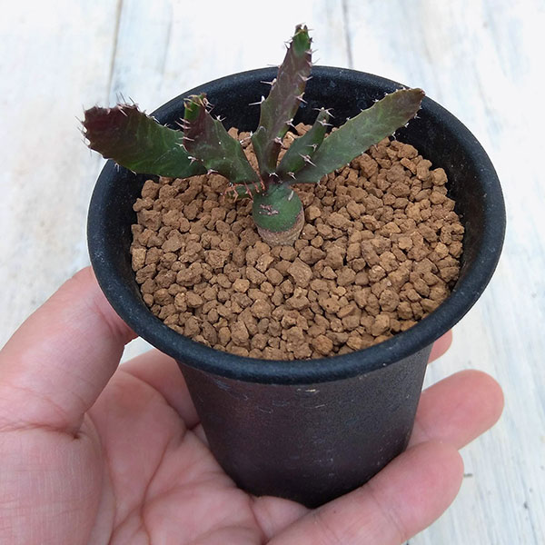 送料無料 入手困難 激レア ユーフォルビア 飛竜 カタチ製作所 バレル 超良個体 ユーフォルビア ステラータ 飛竜 | GREEN LUCK