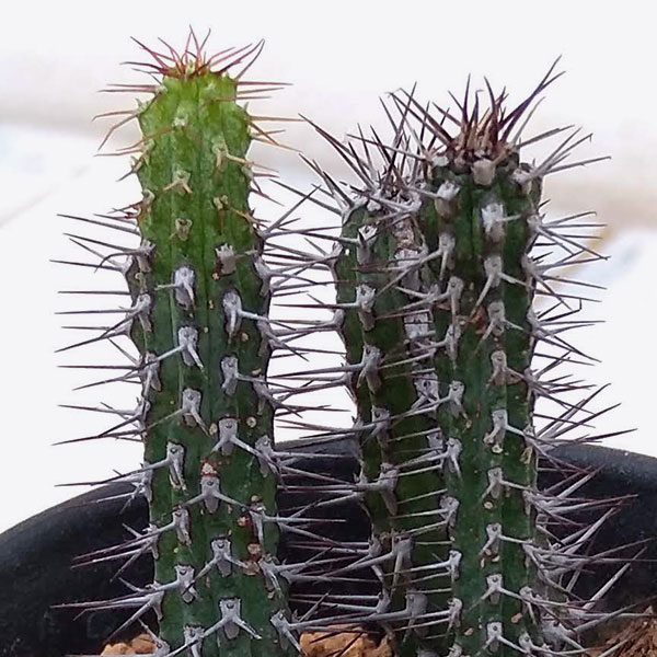 ユーフォルビア　ペルシステンス　2株 ユーフォルビア：バイオエンシス2.5号鉢植え の通販 | 園芸ネット