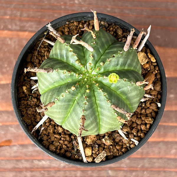 ユーフォルビア：バリダ2.5号