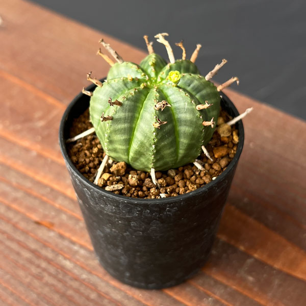 ユーフォルビア：バリダ2.5号