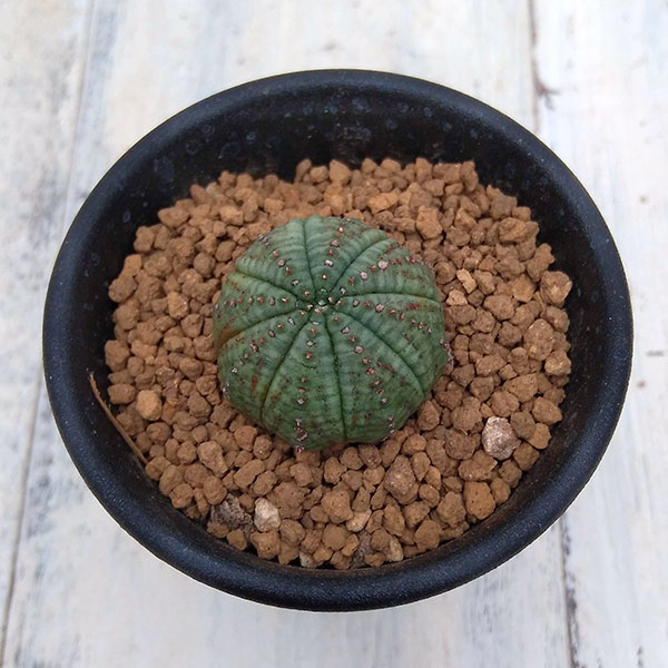 ユーフォルビア：仔吹きシンメトリカ2.5号鉢植え