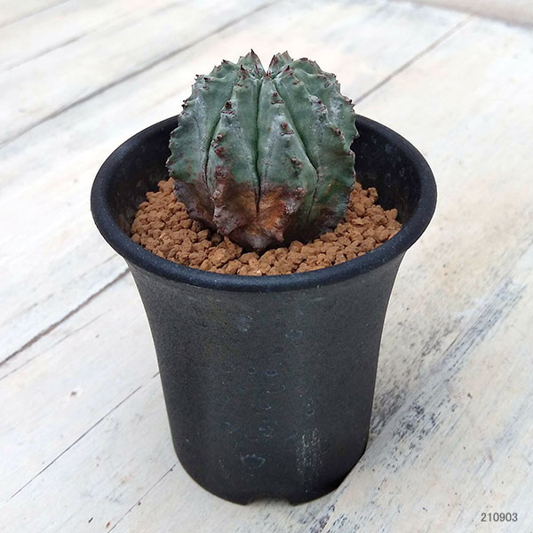 ユーフォルビア：ホリダ2.5号鉢植え