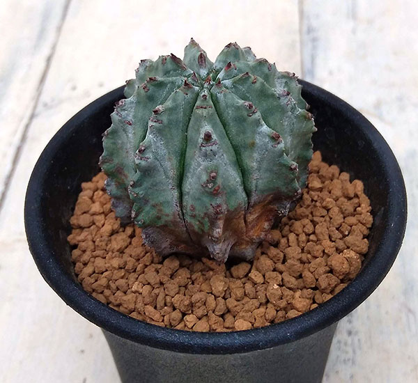 ユーフォルビア：ホリダ2.5号鉢植え