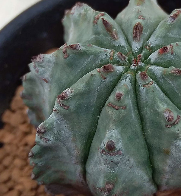 ユーフォルビア：ホリダ2.5号鉢植え