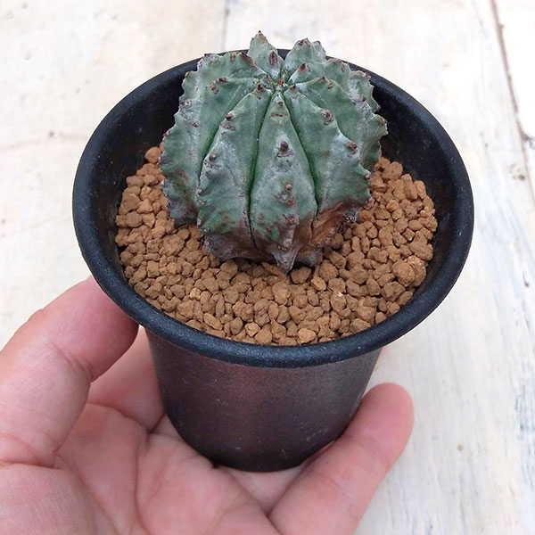 ユーフォルビア：ホリダ2.5号鉢植え