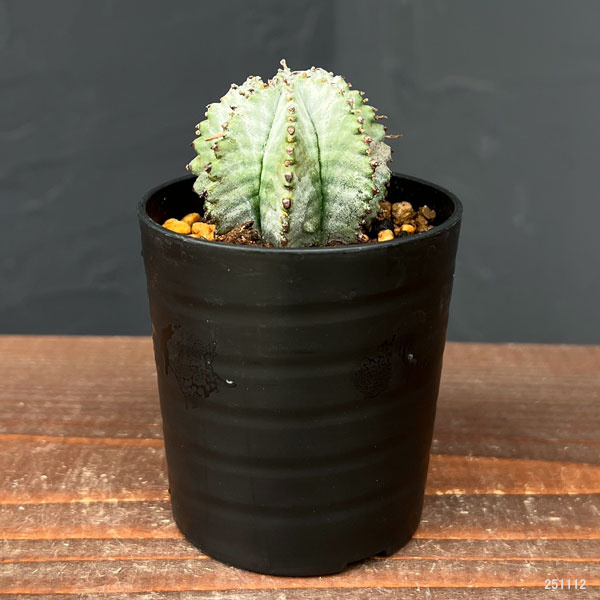 園芸ネット本店｜ユーフォルビア：ホリダ2.5号鉢植え の通販【公式】