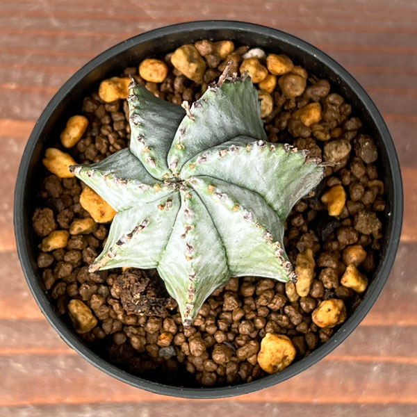 ユーフォルビア：ホリダ2.5号鉢植え