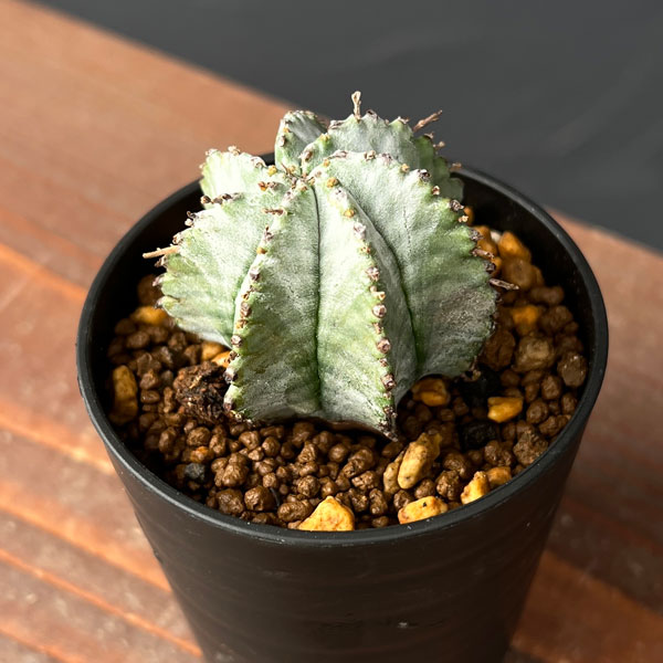 ユーフォルビア：ホリダ2.5号鉢植え