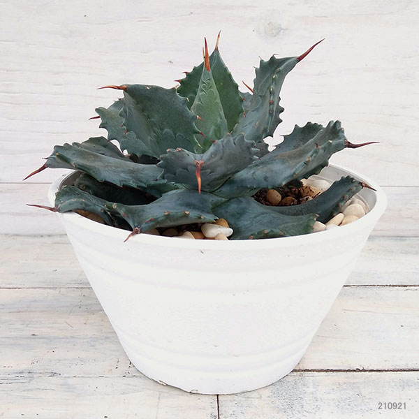 アガベ：王妃雷神（おうひらいじん）6号鉢植え