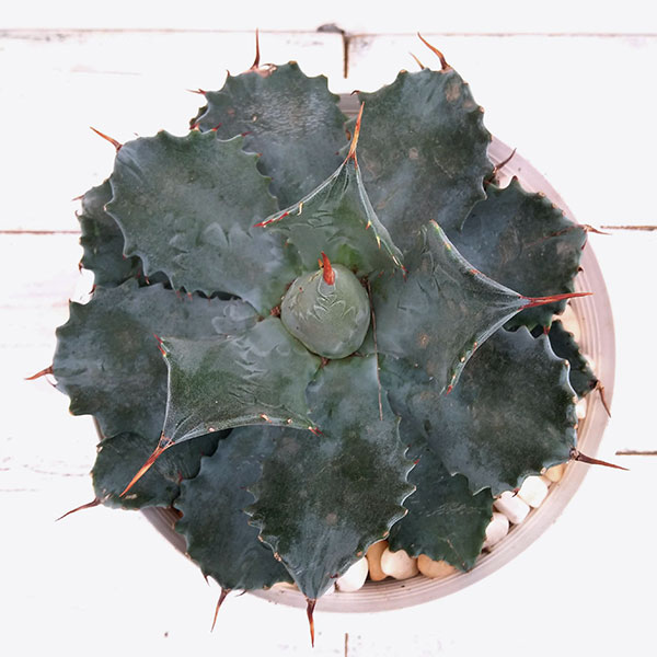 アガベ：王妃雷神（おうひらいじん）6号鉢植え