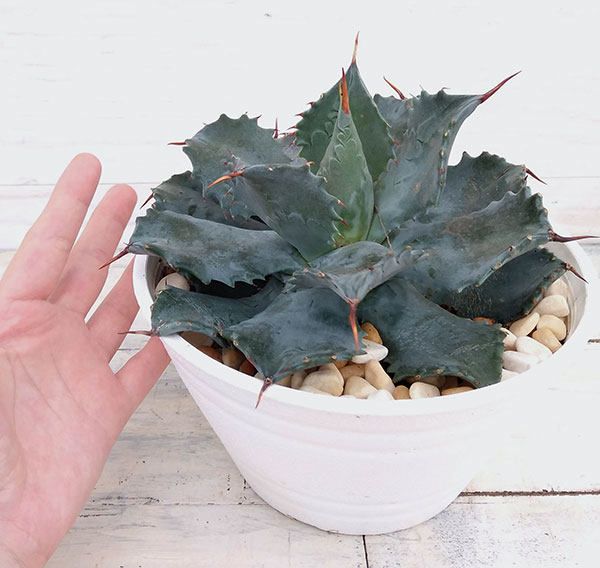 アガベ：王妃雷神（おうひらいじん）6号鉢植え