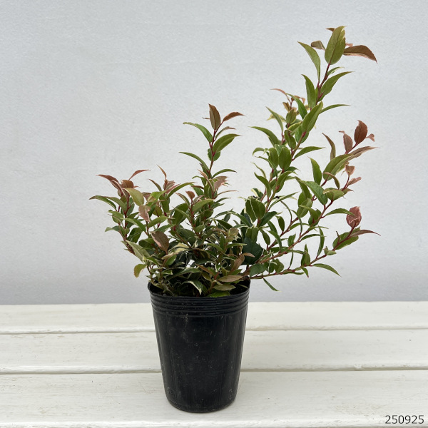 西洋イワナンテン（岩南天）：トリカラー2.5号ポット