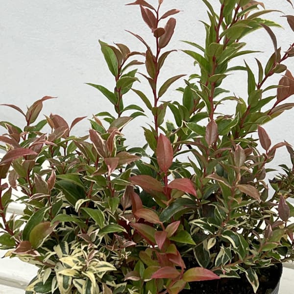 西洋イワナンテン（岩南天）：トリカラー2.5号ポット