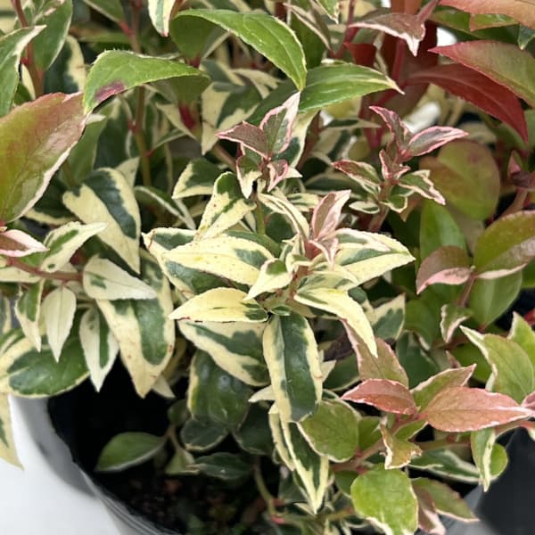 西洋イワナンテン（岩南天）：トリカラー2.5号ポット