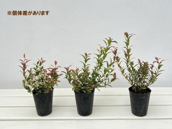 西洋イワナンテン（岩南天）：トリカラー2.5号ポット