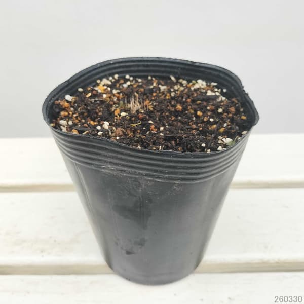 ギボウシ(ホスタ)：サムアンドサブスタンス4号ポット