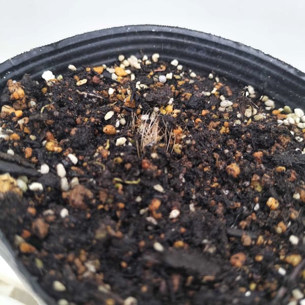 ギボウシ(ホスタ)：サムアンドサブスタンス4号ポット