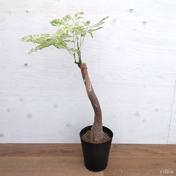 パキラ：ミルキーウェイ　6号ポット