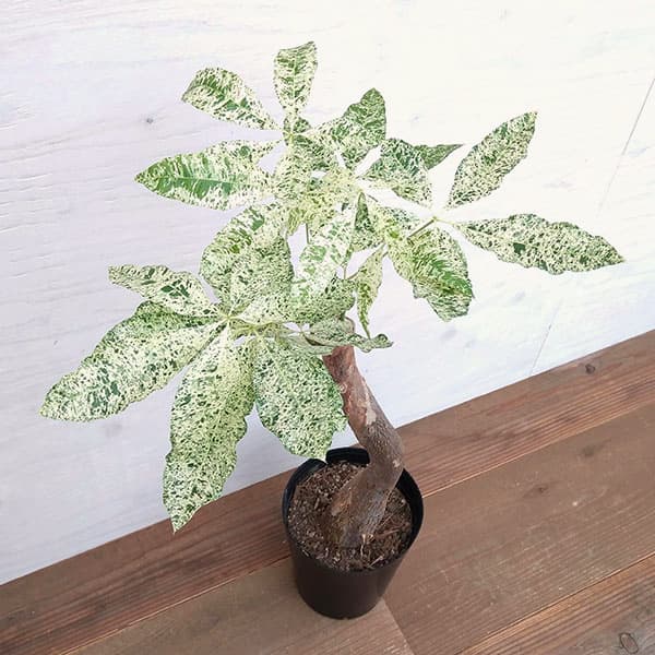 パキラ：ミルキーウェイ　6号ポット