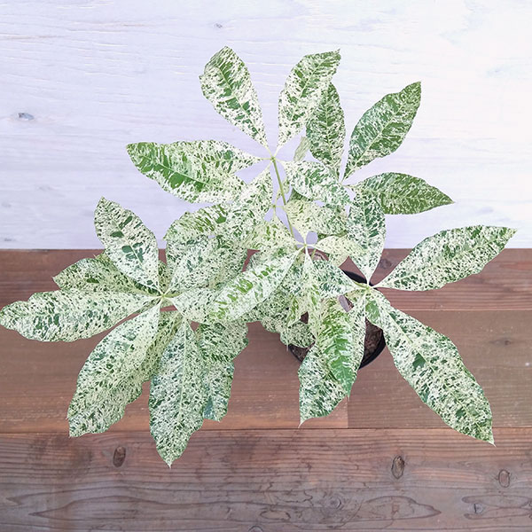 パキラ：ミルキーウェイ　6号ポット