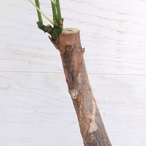 パキラ：ミルキーウェイ　6号ポット